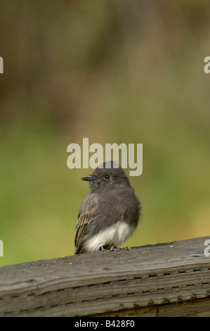 Photo d'une Phoebe noir assis sur une image prise en main courante Bosque del Apache National Wildlife Reserve Nouveau Mexique Banque D'Images