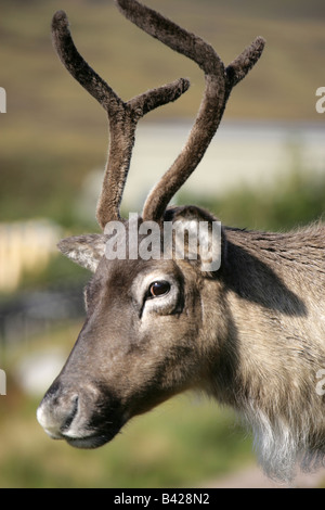 La région de Cairngorm, l'Écosse. Itinérance libre avec des rennes dans le bois de velours de montagnes de Cairngorm. Banque D'Images