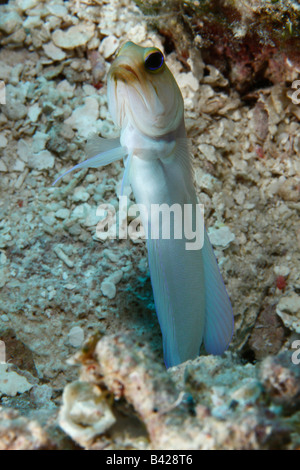 Une tête jaune Jawfish émergeant de son terrier sur un fond de sable. Banque D'Images