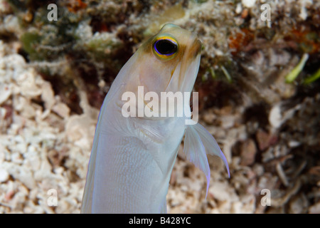 Une tête jaune Jawfish émergeant de son terrier sur un fond de sable. Banque D'Images