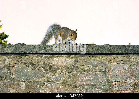 Un écureuil gris Sciurus carolinensis assis sur un mur en pierre avec jardin une cacahuète dans la bouche Banque D'Images