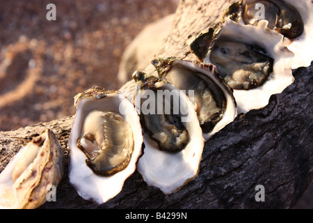 Les huîtres ouvertes sur la photo sur une branche de bois flotté sur une plage au sud de l'Australie Banque D'Images