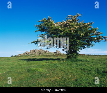 Hound Tor dans le parc national de Dartmoor près de Bovey Tracey, Devon, Angleterre. Banque D'Images