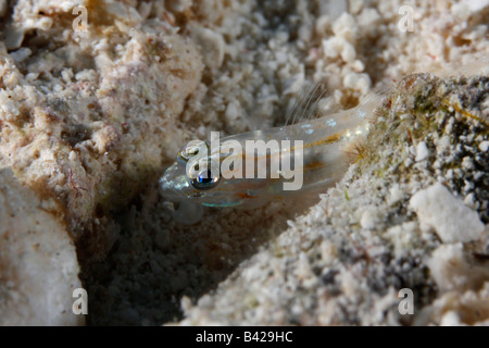 Un tout petit poisson gobie bridée sur le fond sablonneux d'oeil hors de son terrier. Banque D'Images