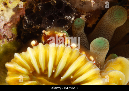 S'accrochant bagués assis sur Crabe Corail Fleur lisse à côté de la croissance des polypes anémone géante, corps couvert d'algues rouges. Banque D'Images