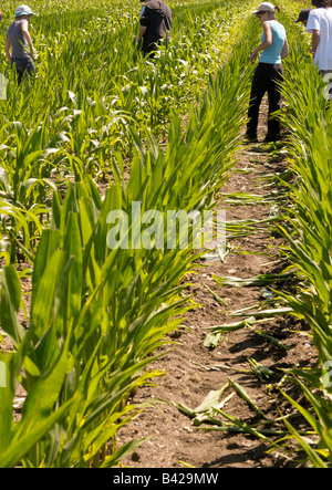 La castration pour la production de semences de variétés hybrides de maïs Banque D'Images