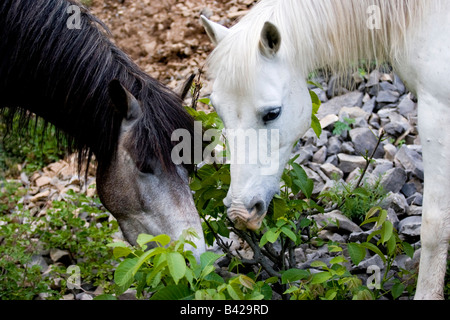 Chevaux en noir et blanc dans le Nord de l'Albanie. Banque D'Images