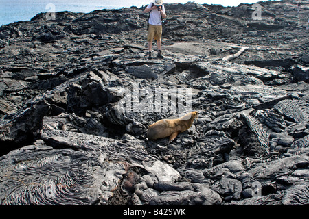 Lion de mer Galapagos (Zalophus californianus wollebacki) pup sur pierres de lave est photographié par l'Île Bartolomé Galápagos Banque D'Images