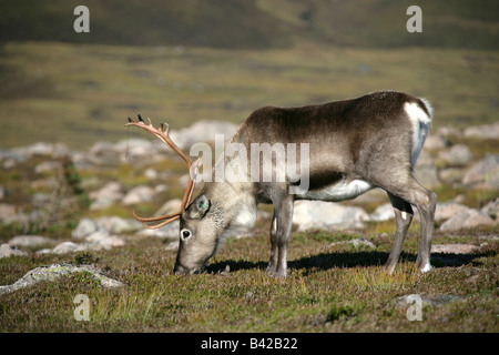 La région de Cairngorm, l'Écosse. Roaming gratuit rennes dans la chaîne de montagnes de Cairngorm. Banque D'Images