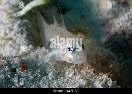 Un tout petit poisson gobie bridée sur le fond de sable de corail près de son terrier. Banque D'Images