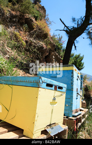 Un type Langstroth apiculteurs ruches sur palettes dans les montagnes derrière le sud-ouest de Sougia Crète Grèce Banque D'Images