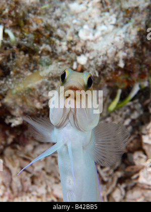 Une tête jaune Jawfish émergeant de son terrier sur un fond de sable. Banque D'Images