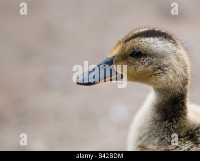 Jeune Canard colvert Anas platyrhynchos en bord de l'eau. Banque D'Images