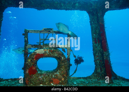 Vue intérieure d'un pont de navire militaire wreck 'Felipe' Xicotencatl avec deux Filefishes résident griffonné Banque D'Images