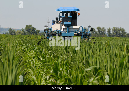 Une décolleteuse de maïs en action (castration pour la production de semences de variétés hybrides de maïs) Banque D'Images