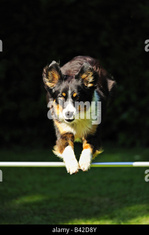 Chien de saut. Un croisement de border collie chien sautant au dessus d'un bar sur un fond noir. Banque D'Images