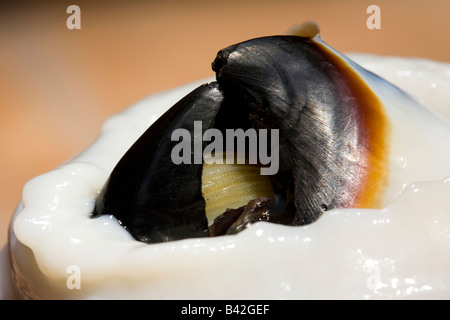 Bec pointu de calmar de Humboldt calmars géants Dosidicus gigas Santa Rosalia Mer de Cortez Baja California au Mexique est du Pacifique Banque D'Images