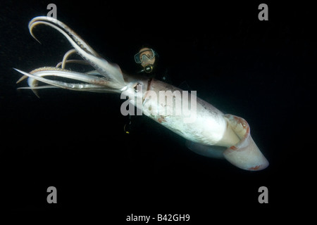 Scuba Diver avec le calmar de Humboldt calmars géants Dosidicus gigas de nuit Mer de Cortez Loreto Baja California au Mexique est du Pacifique Banque D'Images