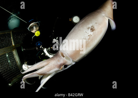 Scuba Diver avec le calmar de Humboldt calmars géants Dosidicus gigas de nuit Mer de Cortez Loreto Baja California au Mexique est du Pacifique Banque D'Images