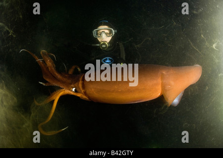 Scuba Diver avec le calmar de Humboldt calmars géants Dosidicus gigas de nuit Mer de Cortez Loreto Baja California au Mexique est du Pacifique Banque D'Images