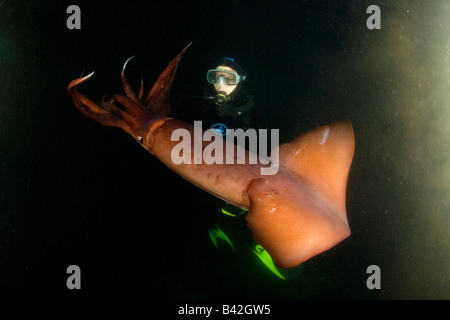 Scuba Diver avec le calmar de Humboldt calmars géants Dosidicus gigas de nuit Mer de Cortez Loreto Baja California au Mexique est du Pacifique Banque D'Images