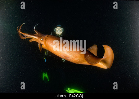 Scuba Diver avec le calmar de Humboldt calmars géants Dosidicus gigas de nuit Mer de Cortez Loreto Baja California au Mexique est du Pacifique Banque D'Images