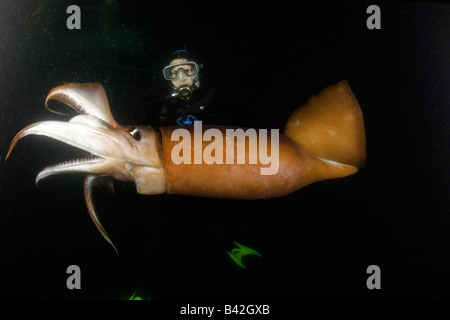 Scuba Diver avec le calmar de Humboldt calmars géants Dosidicus gigas de nuit Mer de Cortez Loreto Baja California au Mexique est du Pacifique Banque D'Images