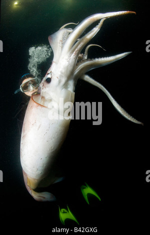 Le calmar de Humboldt calmars géants et de Plongée sous marine de nuit Dosidicus gigas Loreto Mer de Cortez Baja California au Mexique est du Pacifique Banque D'Images