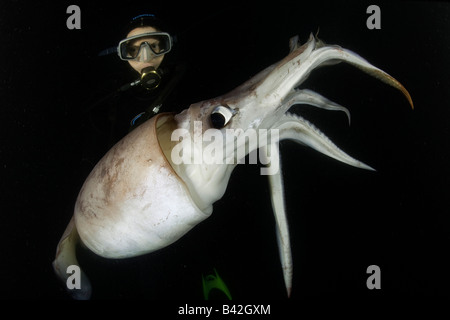 Scuba Diver avec le calmar de Humboldt calmars géants Dosidicus gigas de nuit Mer de Cortez Baja California au Mexique est du Pacifique Banque D'Images