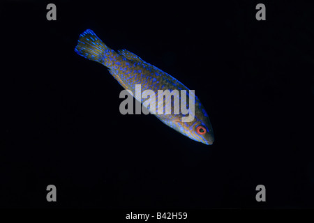 Cuckoo Wrasse juvénile homme Labrus bimaculatus Marettimo Îles Égades Sicile Italie Mer Méditerranée Banque D'Images