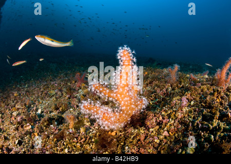 Doigt de la mer de corail mou Alcyonium palmatum Marettimo Îles Égades Sicile Italie Mer Méditerranée Banque D'Images