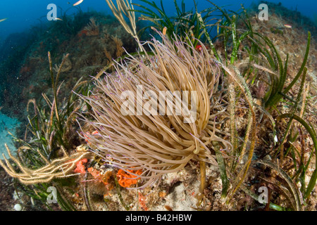 Anémone Anemonia sulcata Opelet Marettimo Îles Égades Sicile Italie Mer Méditerranée Banque D'Images