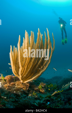 Scuba Diver avec Gorgonia jaune Eunicella cavolini Marettimo Îles Égades Sicile Italie Mer Méditerranée Banque D'Images