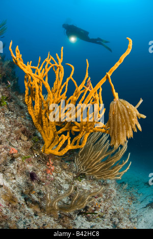 Oeufs de calmars accroché sur une éponge jaune Axinella Canabina Marettimo Îles Égades Sicile Italie Mer Méditerranée Banque D'Images