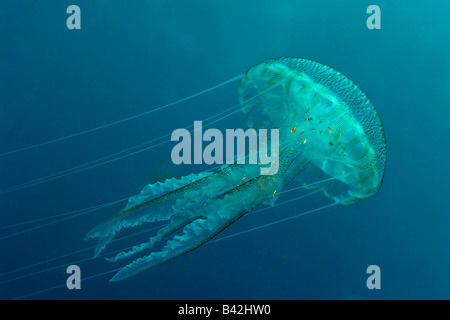 Méduses Pelagia noctiluca Stinger Mauve Ile de Porquerolles Hyères Cote d Azur France Banque D'Images