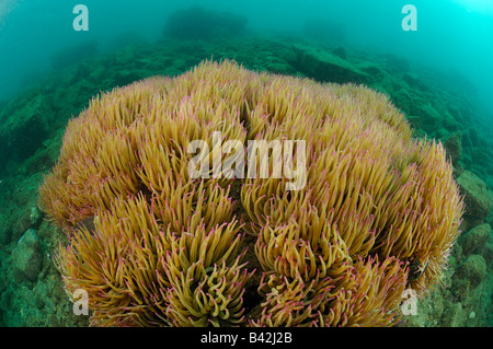 Colonie d'Opolet Anemone Anemonia sulcata Piran Slovénie Mer Adriatique Banque D'Images