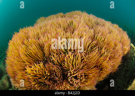 Colonie d'Opolet Anemone Anemonia sulcata Piran Slovénie Mer Adriatique Banque D'Images