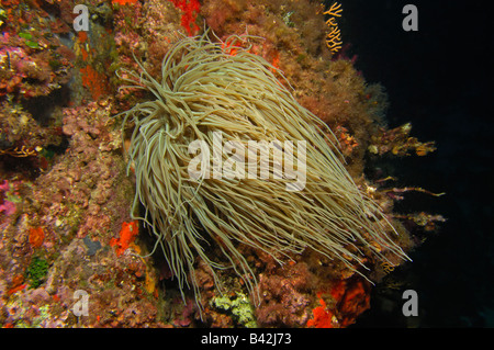 Opolet Anemone Anemonia sulcata l'île de Port Cros Hyeres Cote d Azur France Banque D'Images