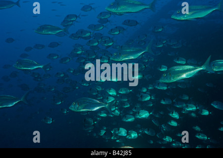 Brème commune et deux dorades bagués Pagrus pagrus Diplodus vulgaris Ile de Porquerolles Hyères Cote d Azur France Banque D'Images