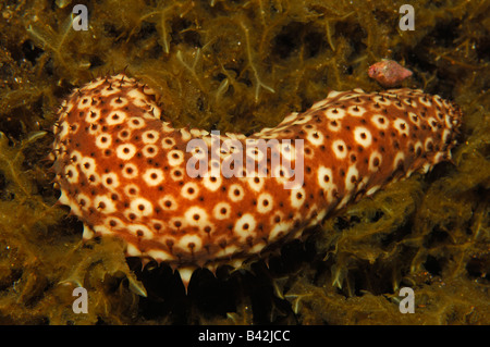 L'holothurie Holothuria forskali variable l'île de Sušac Mer Adriatique Croatie Banque D'Images