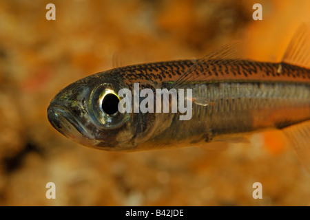 Sable du sud de l'île de Sušac Atherina hepsetus Éperlan Mer Adriatique Croatie Banque D'Images