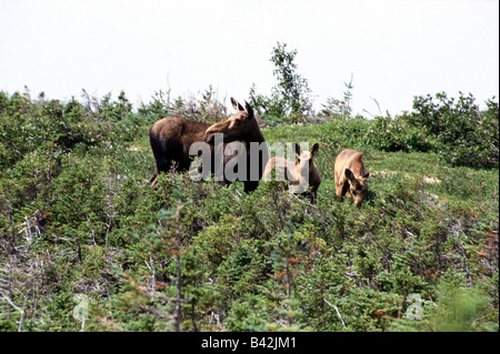 Zoologie / animaux, Mammifères Mammifères /, cerfs, wapitis, (Alces alces), l'élan vache avec deux veaux, 'nouvelle', le parc national de Gros-Morne Banque D'Images