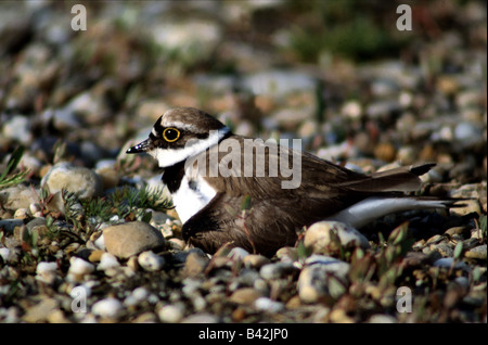 Zoologie / animaux / oiseaux aviaire, du Nord, sociable (Vanellus vanellus), assis, sur l'embrayage, le lac, la distribution : Europe Banque D'Images