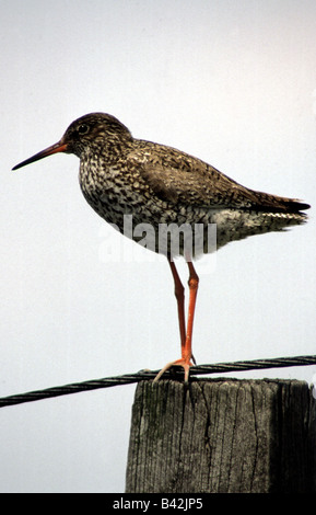 Zoologie / animaux / Oiseaux, oiseaux, Mésange bleue, (Tringa totanus), Comité permanent sur l'après, la distribution : l'Europe, l'Asie, l'animal, l'oiseau, Banque D'Images