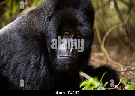 Mâle Alpha, silverback Gorilla, Trekking au Rwanda Banque D'Images