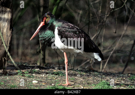 Zoologie / animaux / Oiseaux, oiseaux, la cigogne noire (Ciconia nigra), debout dans l'herbe, distribution : niche en Eurasie et du Sud un Banque D'Images