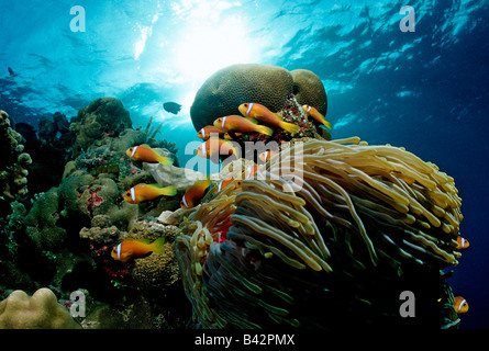 Famille de Maldive Anemonefishes en Anémone de mer magnifique Amphiprion nigripes Heteractis magnifica Océan Indien Maldives Banque D'Images