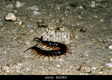 Zoologie / animaux, Myriopodes, géant d'Amazonie, centipede (Scolopendra gigantea), sur la masse de sable, close-up, distribution : South A Banque D'Images