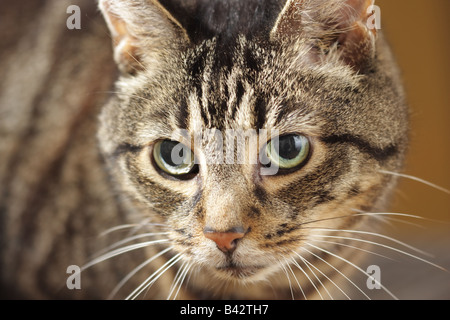 Gros plan sur le visage d'un chat de Tabby de maquereau mâle adulte (Felis catus) Banque D'Images