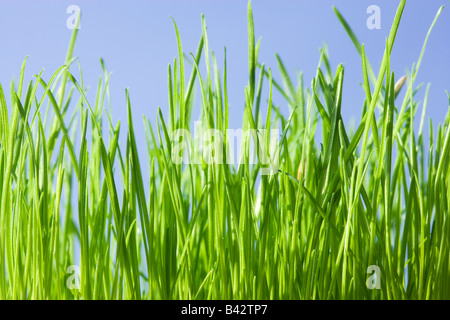L'herbe, low angle contre le ciel bleu.